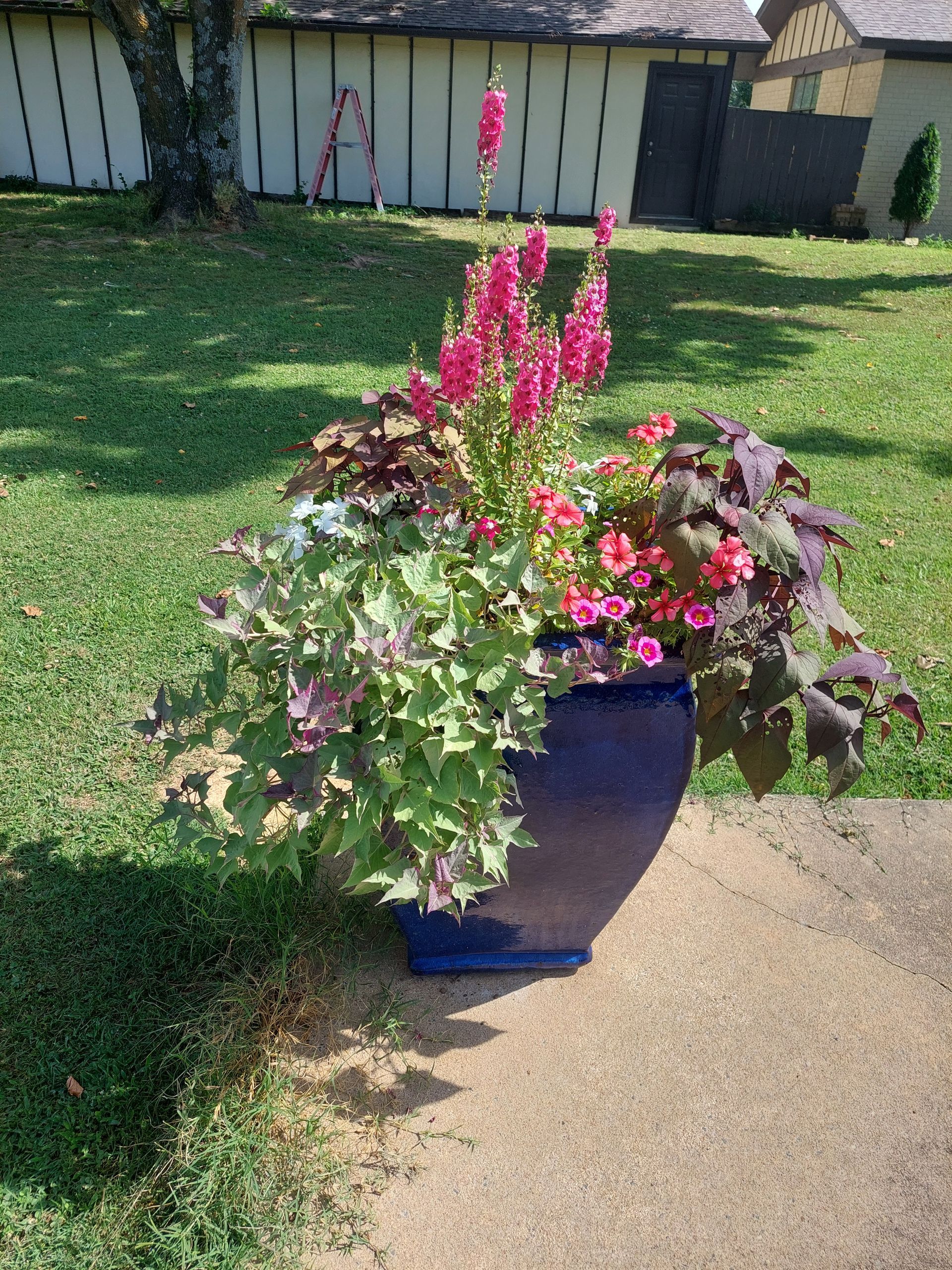 Blue planter overflowing with pink and purple flowers, greenery, on a sunny day