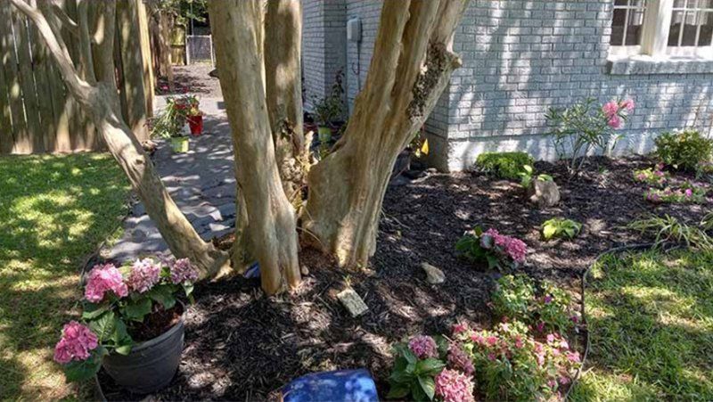 Tree trunk surrounded by pink hydrangeas, mulch, and green grass, next to a white house