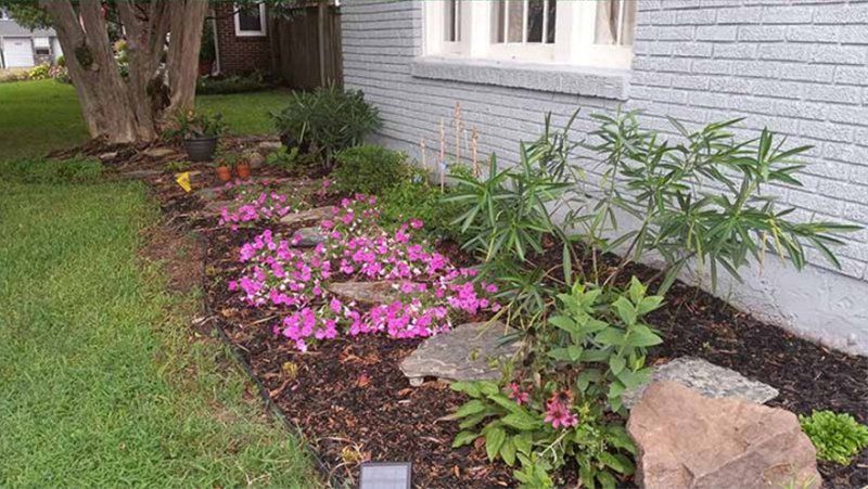A colorful garden bed with pink flowers, stones, and fresh mulch next to a brick house