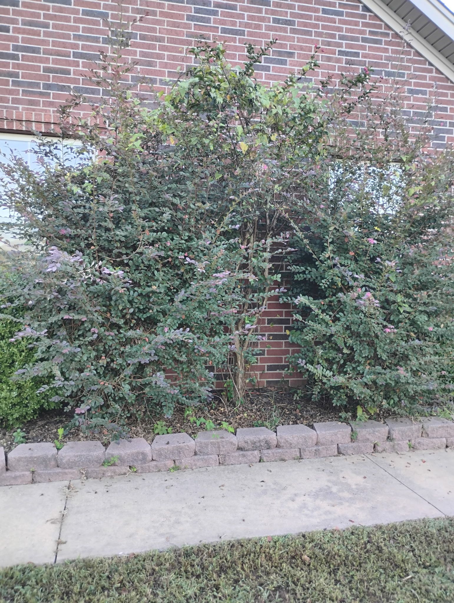 Bushy shrubs with reddish-green leaves and light pink flowers against a brick wall