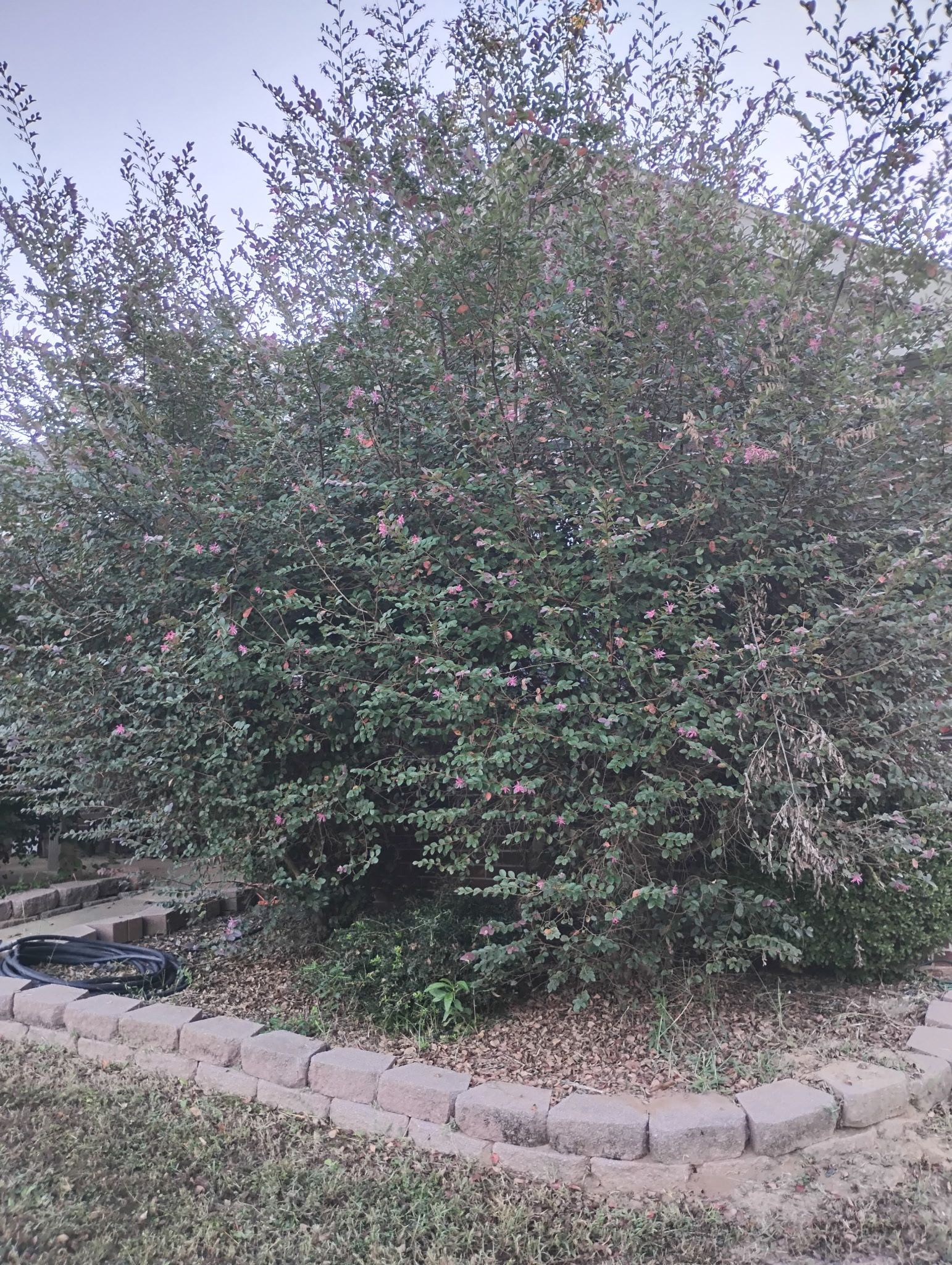 Bush with green leaves, brown mulch, and a border of tan bricks