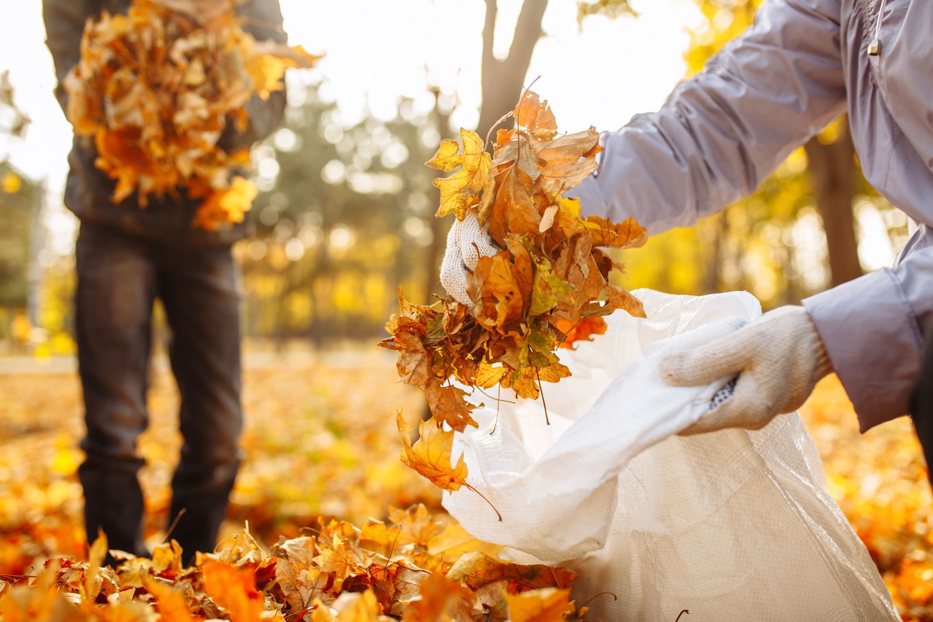Person filling a white trash bag with colorful autumn leaves in a park