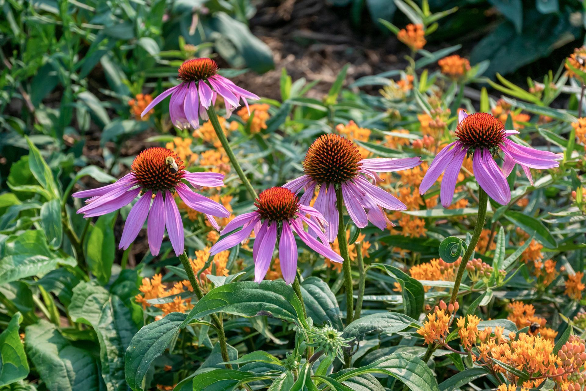 Purple coneflowers with orange centers in a garden, surrounded by green foliage and orange flowers