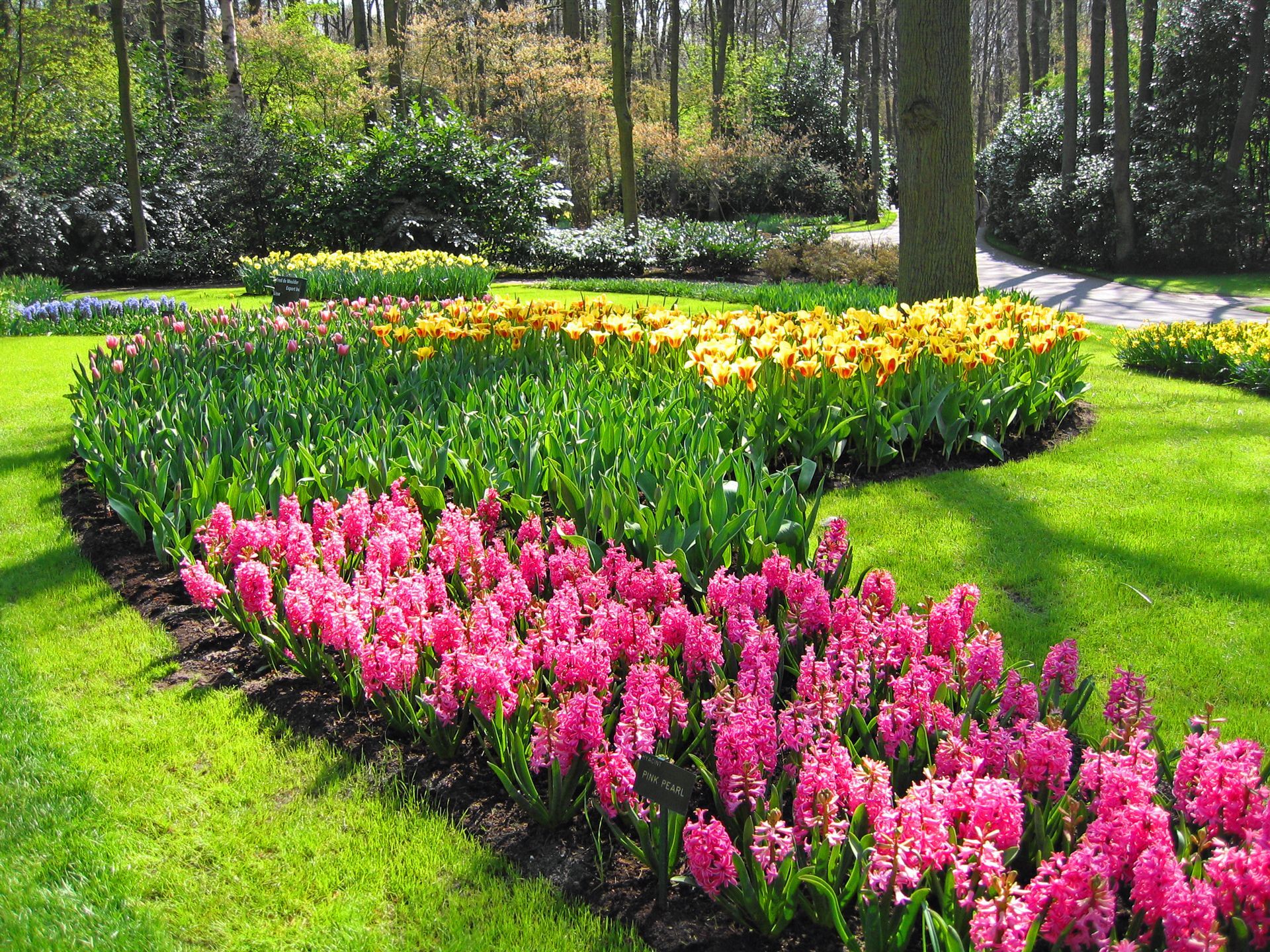 Pink, green, and yellow flowers in a curved garden bed