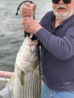 An adult wearing sunglasses holds a large striped bass by a fishing grip over water.