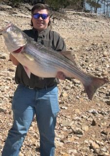 A person wearing sunglasses stands on a rocky shore, holding a very large, striped fish with both hands.