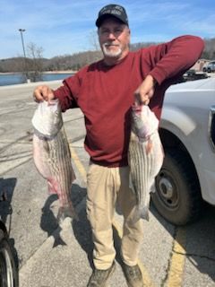 A man in a red sweater holds two large striped bass, standing in a parking lot next to a white truck.