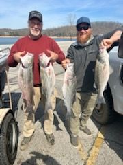 Two people standing by a boat trailer and a vehicle, smiling and holding up four large striped bass near a lake.