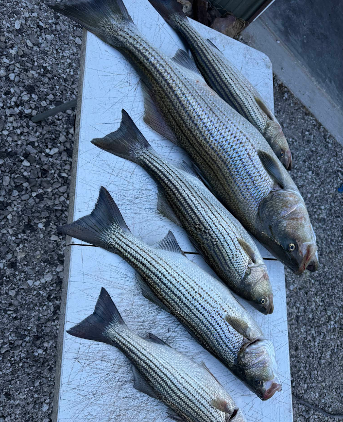 Five striped bass lying on a white cutting board, caught fishing.