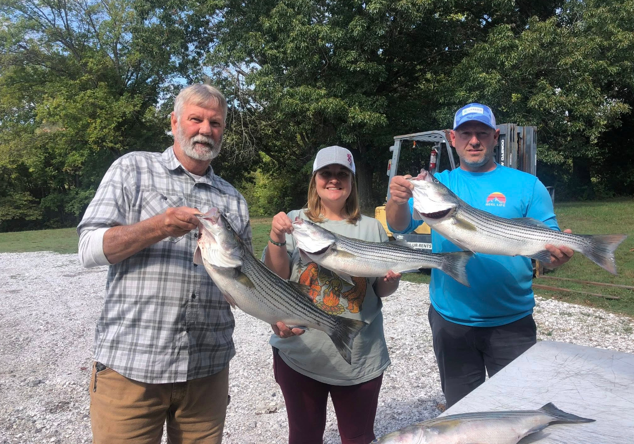 Three people holding large striped fish outdoors on a sunny day.