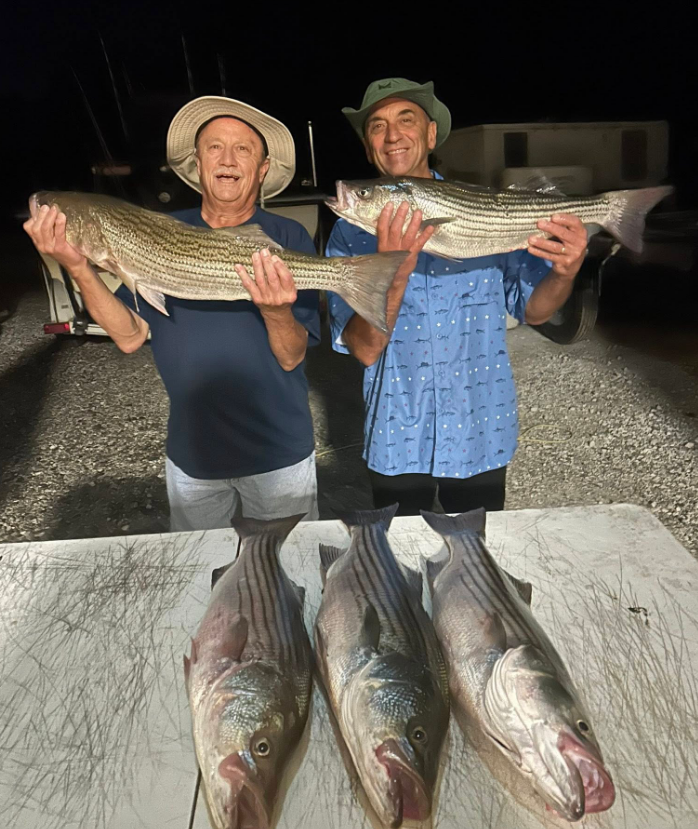 Two men holding large striped bass, and three on a table, at night.