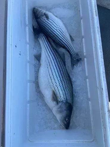 Two striped fish on ice in a white cooler.