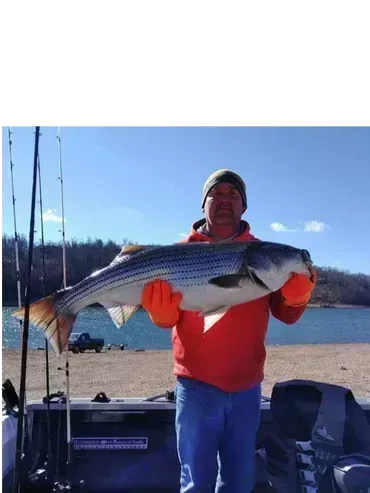 Man holding a large striped bass. He wears orange gloves, red shirt, blue jeans, and a cap. Outdoors near water.