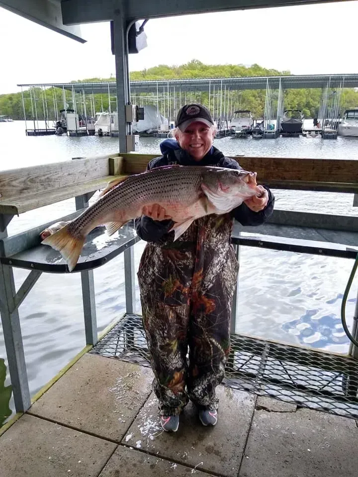 Person holding large striped fish on dock near boats.
