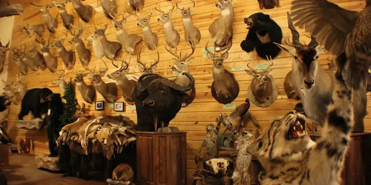 Taxidermied animal heads and figures mounted on wood-paneled walls.
