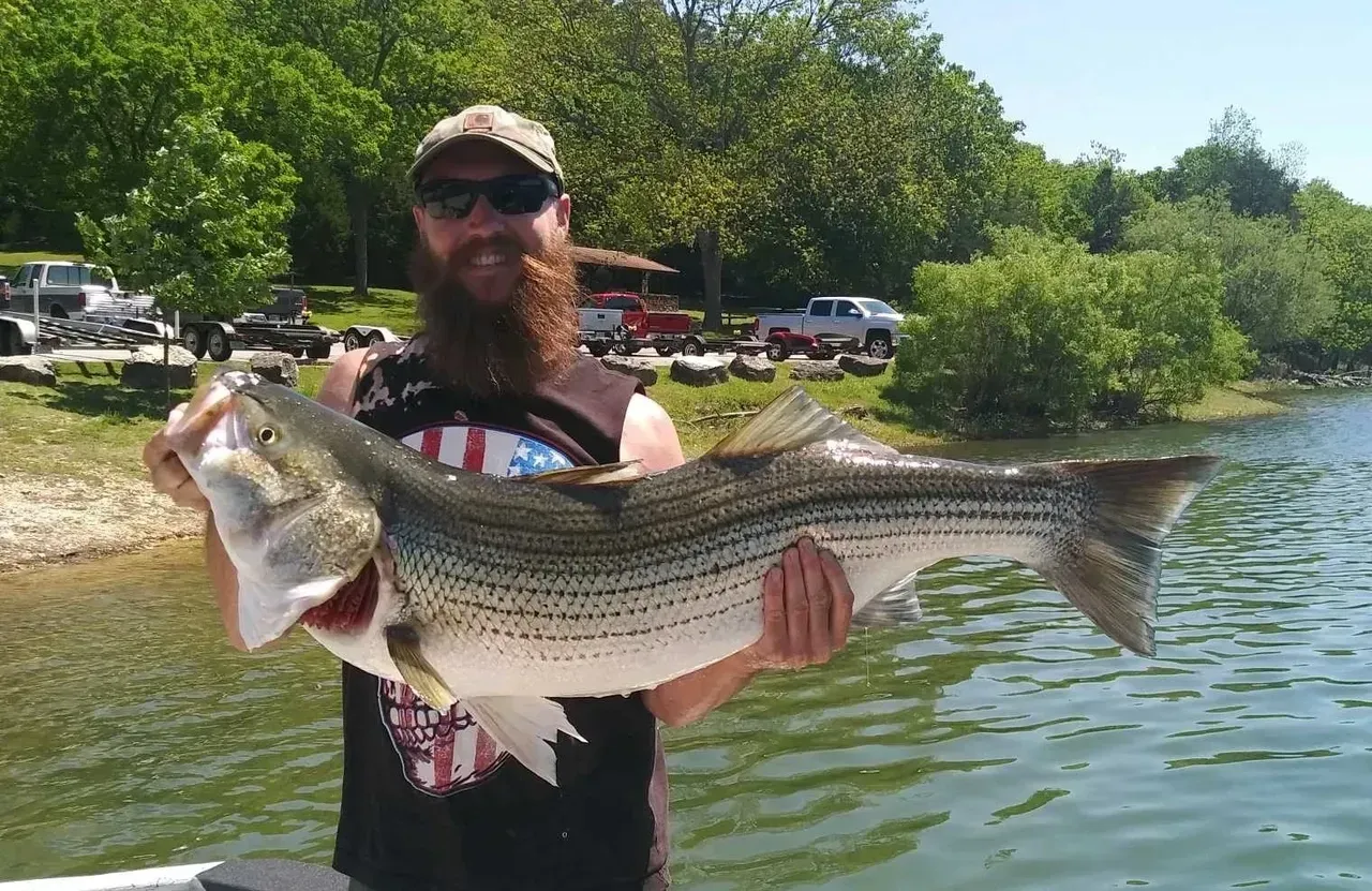Man holding a large striped bass fish near a lake; trees and vehicles in the background.