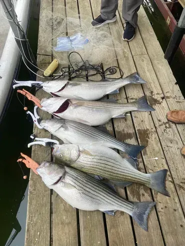 Five striped bass with fishing gear on a wooden dock next to dark water.
