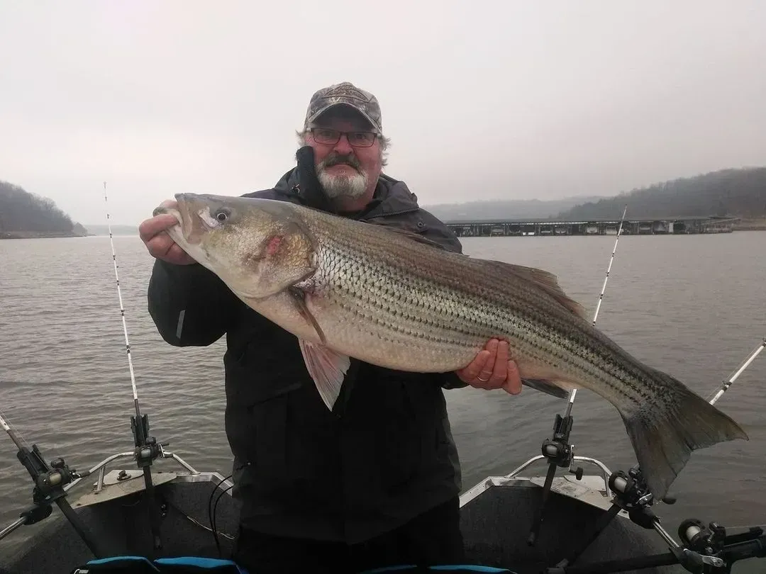 Man on a boat holding a large striped bass fish; water and shore in the background.