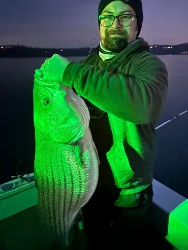 Man holding a large striped bass on a boat, illuminated with green light.