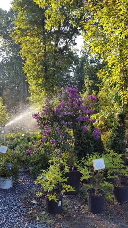 Watering Plants - Plants in Forest, VA