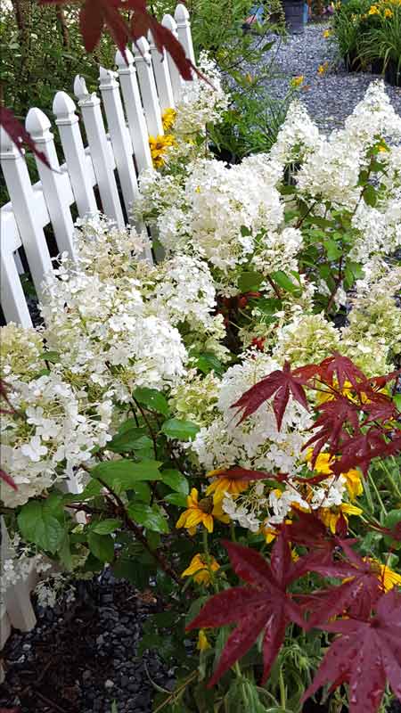 Flower & Fence Arrangement - Plants in Forest, VA