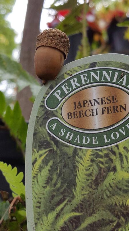 Perennial Japanese Beach Fern Sign - Plants in Forest, VA