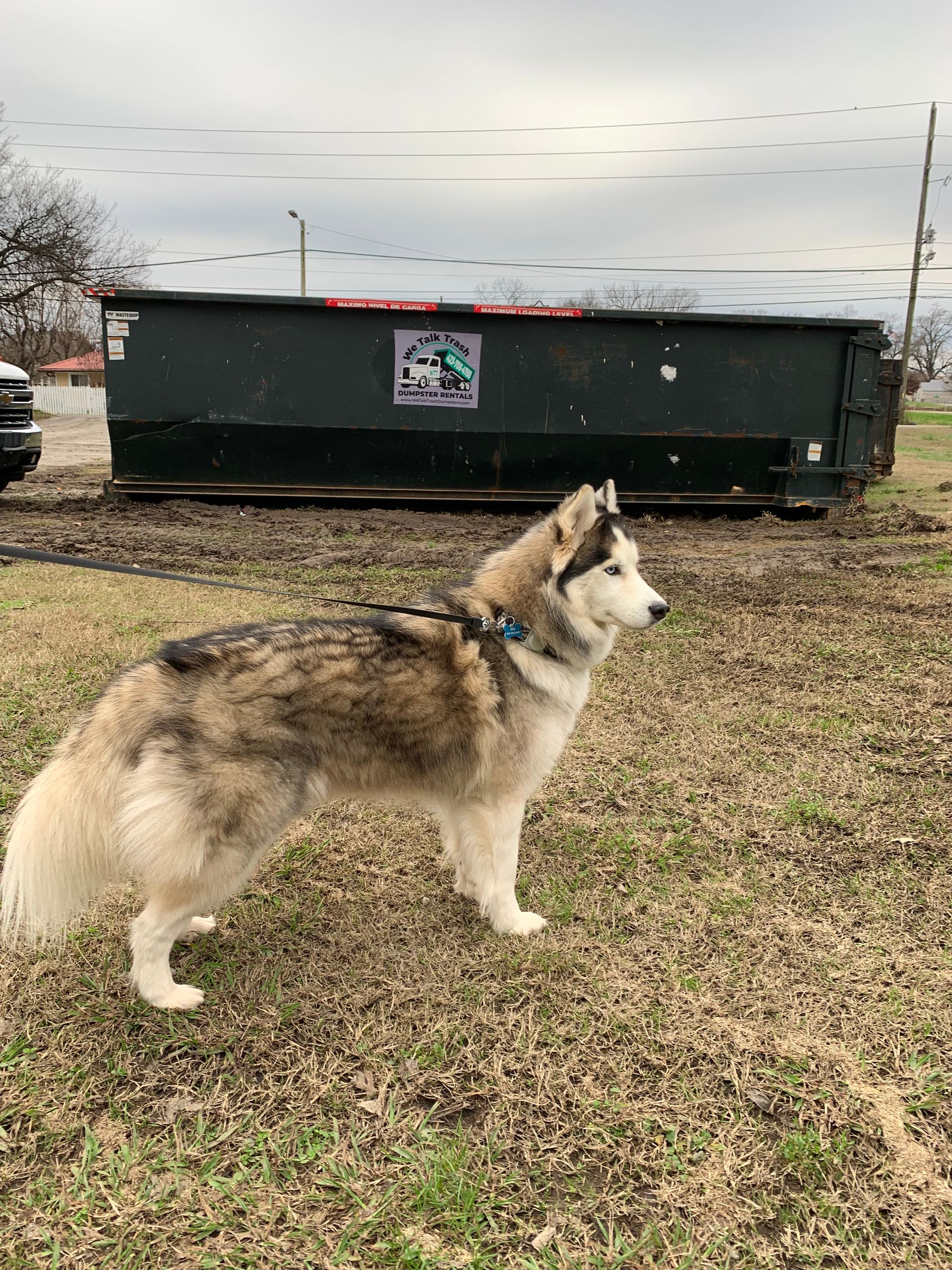 A husky dog is standing in a field next to a dumpster.