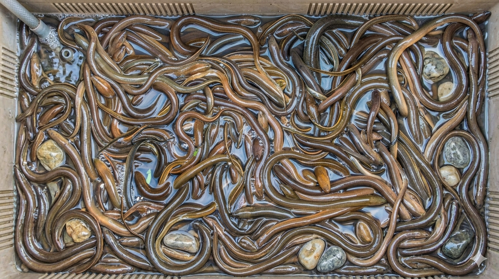 EEL