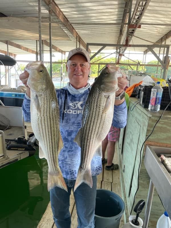 Man holding up two striped bass he caught near a dock; sunny day.
