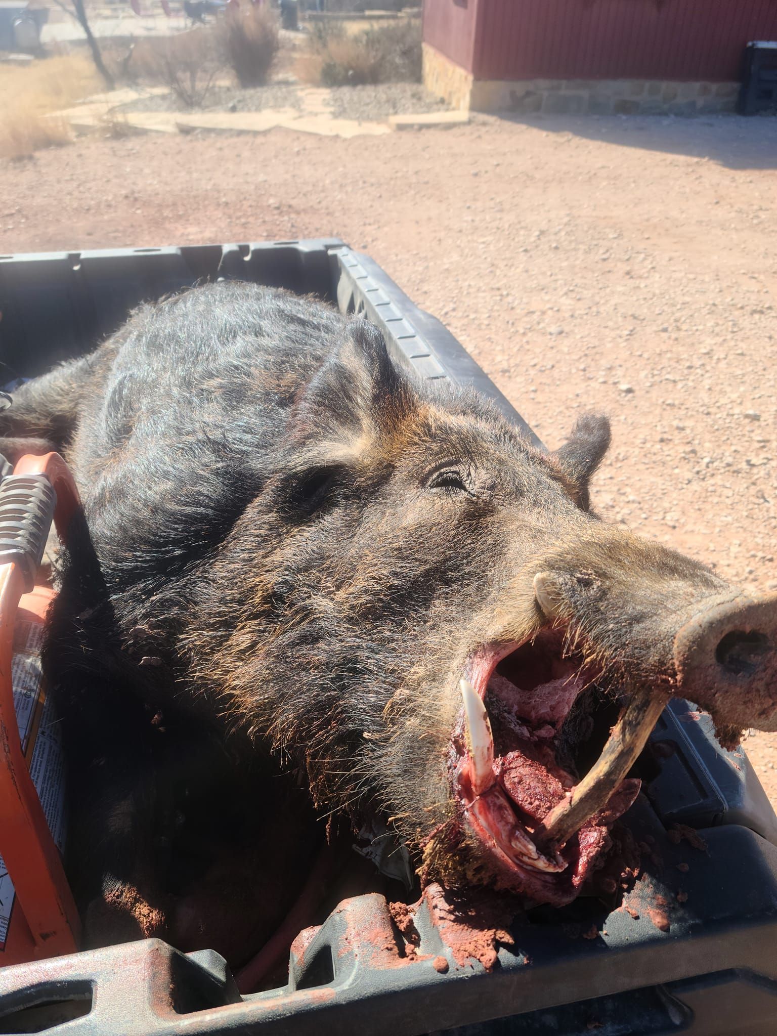 Wild boar in truck bed with open mouth, bloody inside, dark fur, daytime outdoors.