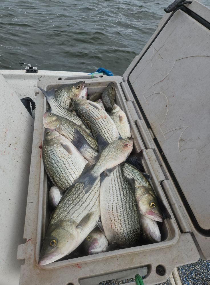 White fish in an open cooler on a boat, caught on the water.