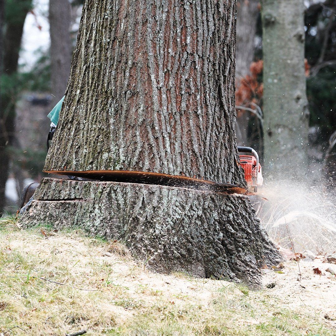Cutting down a tree.