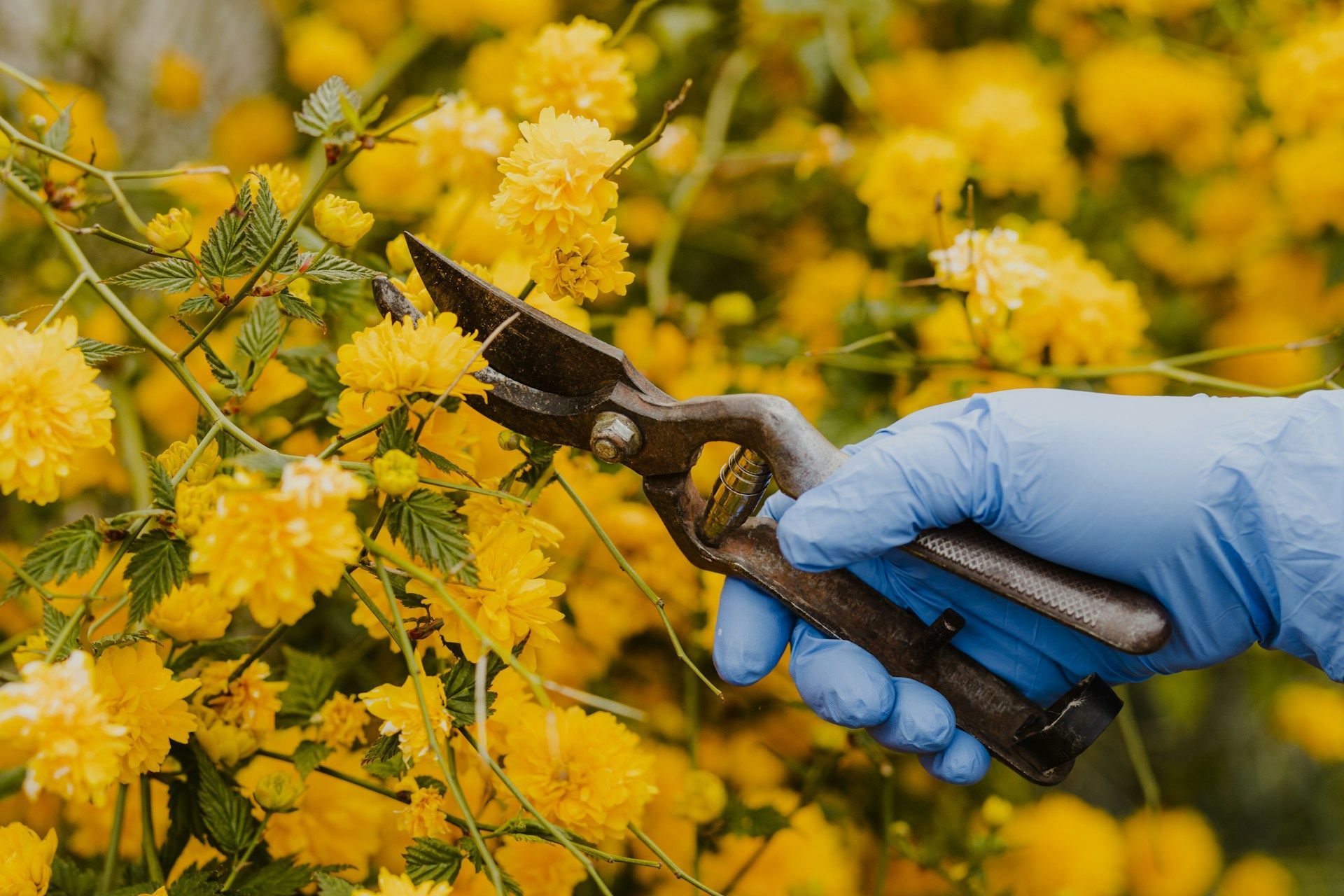 gardening