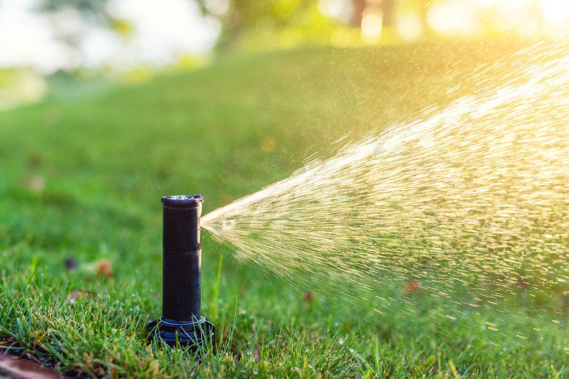 A sprinkler is spraying water on a lush green lawn.