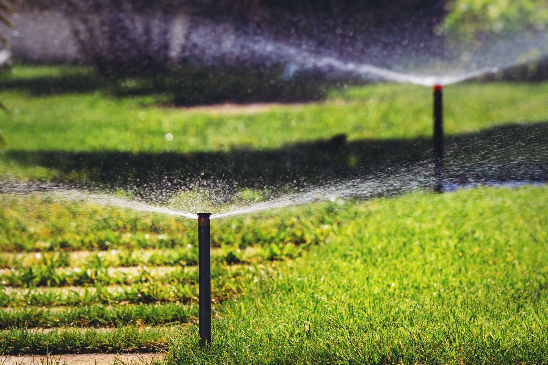 A row of sprinklers spraying water on a lush green lawn.