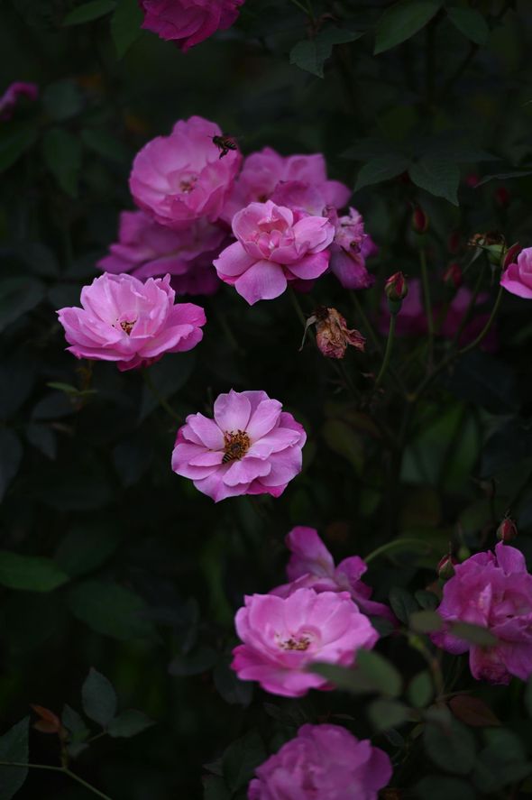 A bunch of pink flowers are growing on a bush.