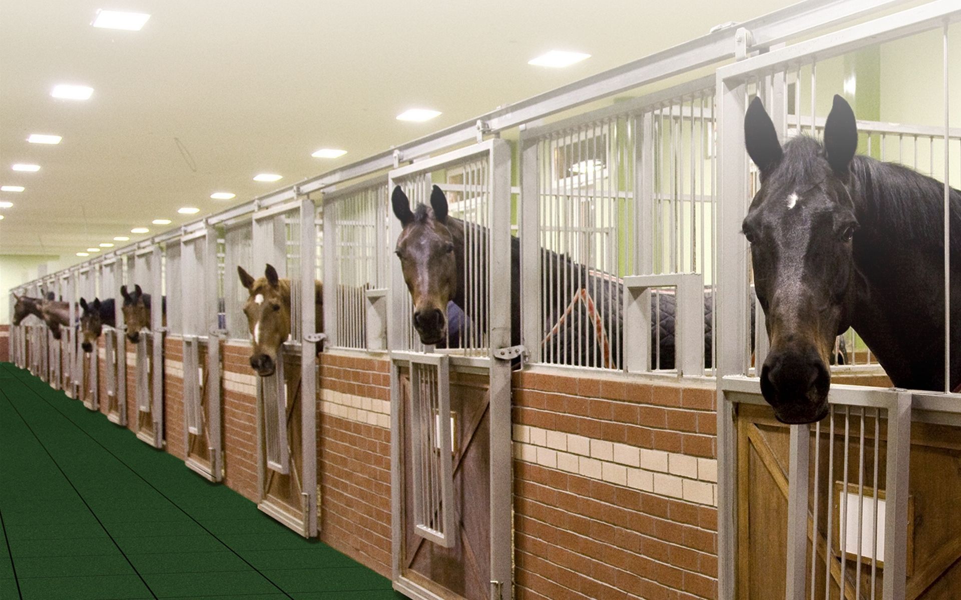 A row of horses are standing in a stable looking out of their stalls.