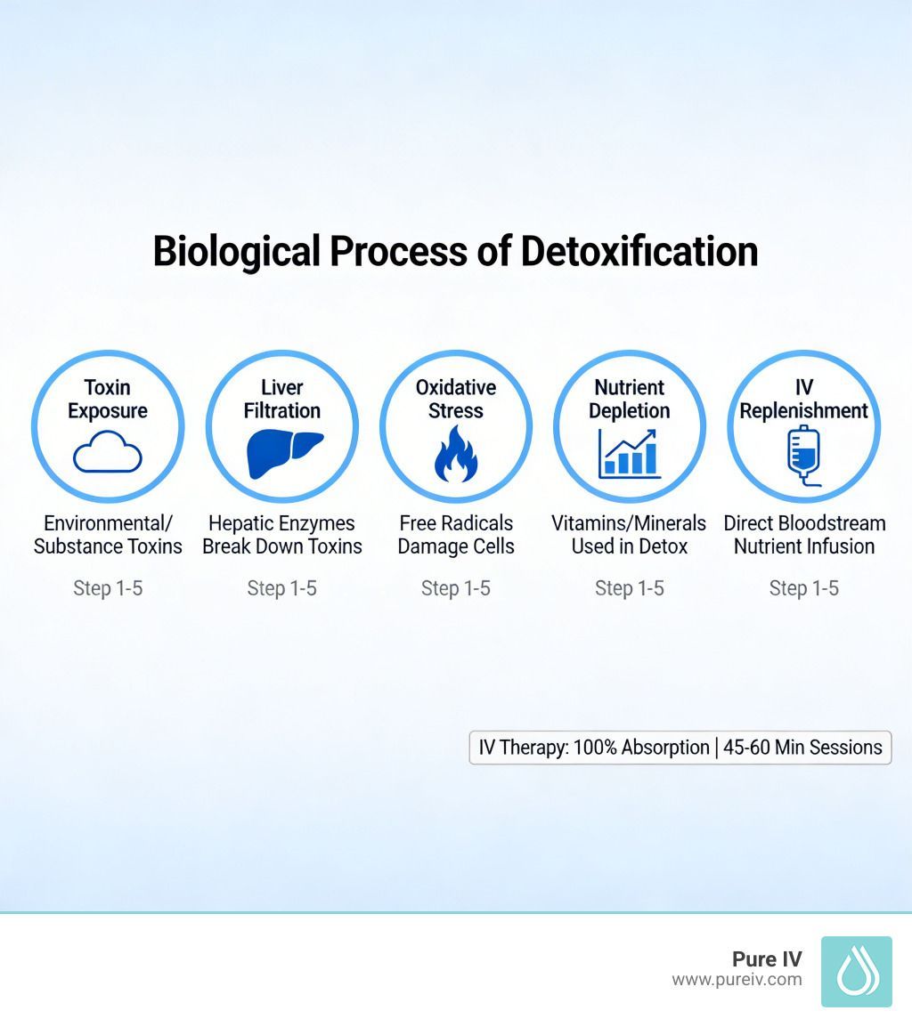 Infographic showing the five-step biological process of detoxification, from toxin exposure to IV nutrient replenishment.