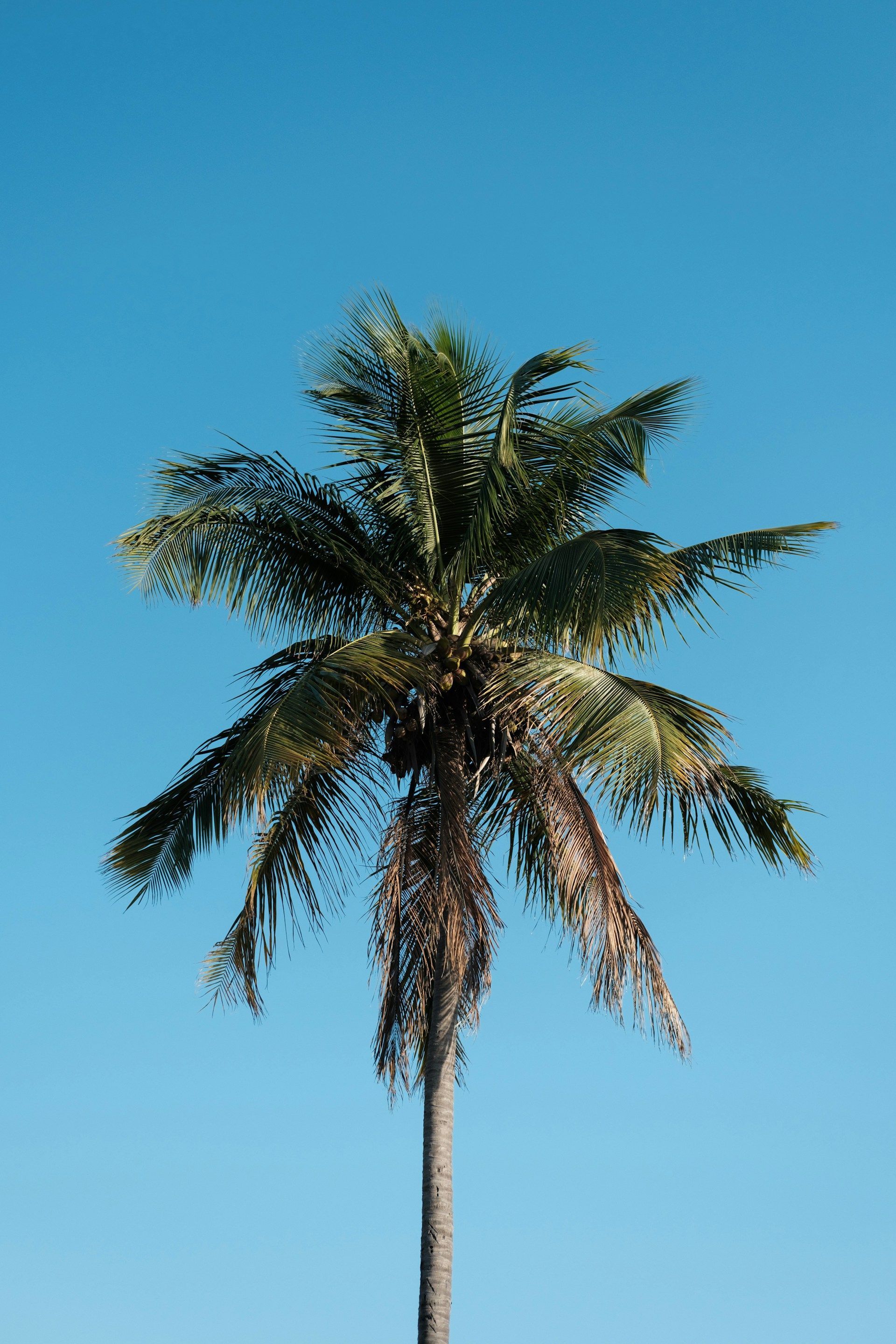 Palm tree against a bright blue sky, with green leaves and a tall trunk.