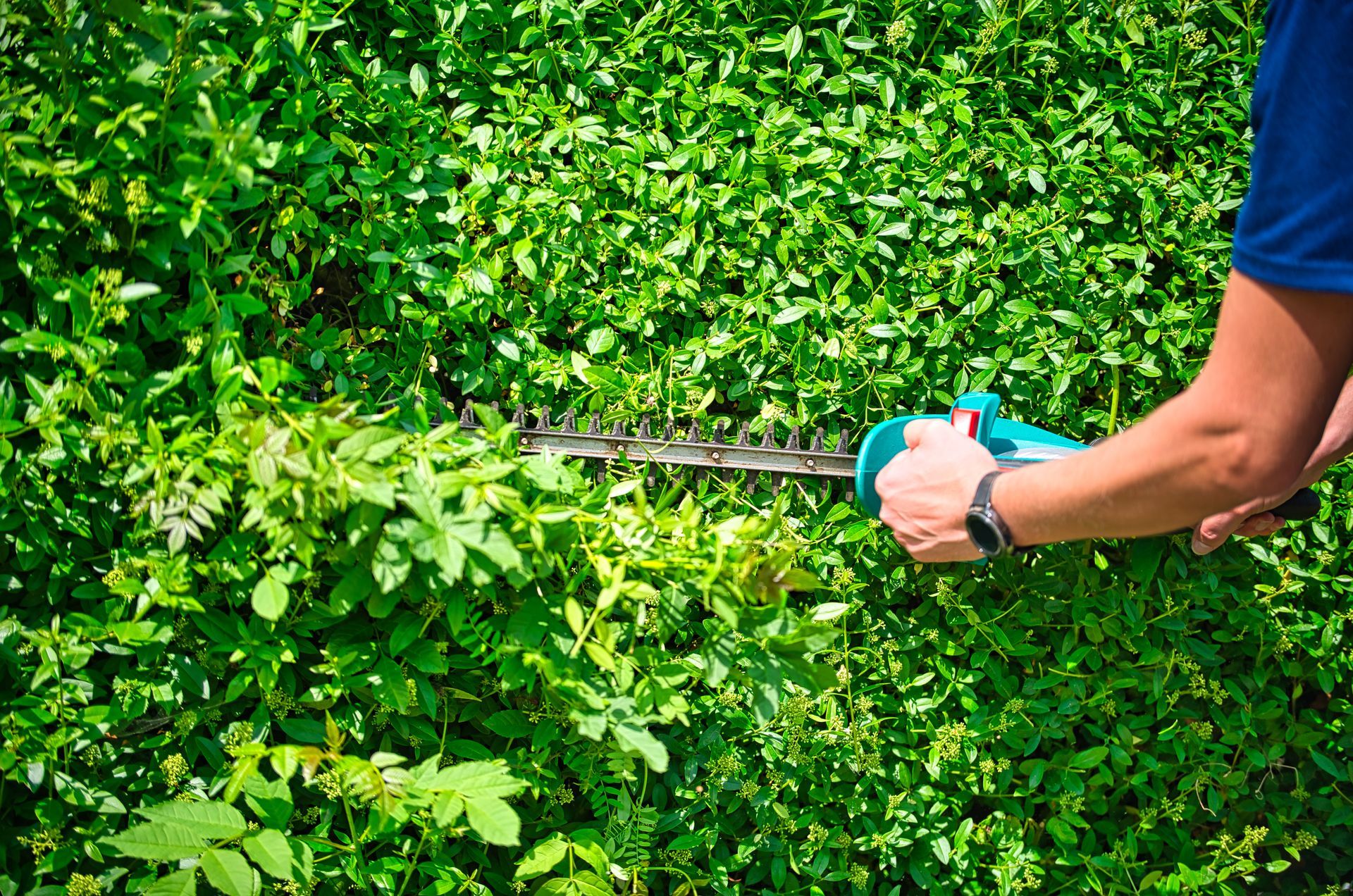 An individual cutting a hedge with a trimmer, demonstrating professional tree trimming services.