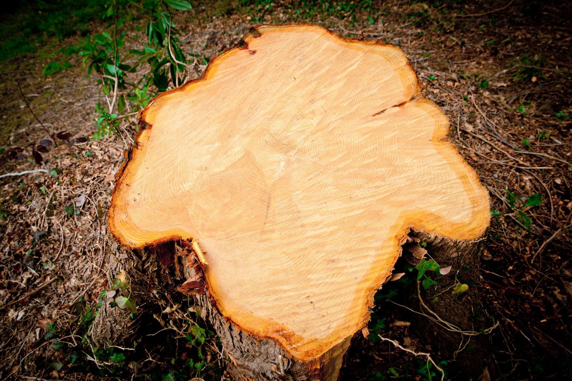 High-angle view of a tree stump cross-section outdoors, showing detailed rings.