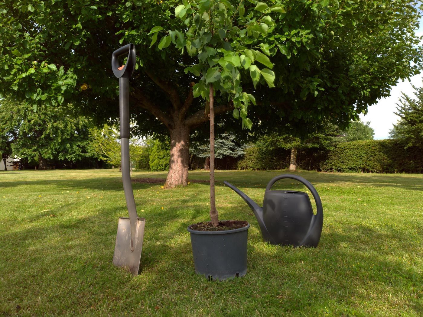 A shovel and a watering can are sitting next to a potted tree.