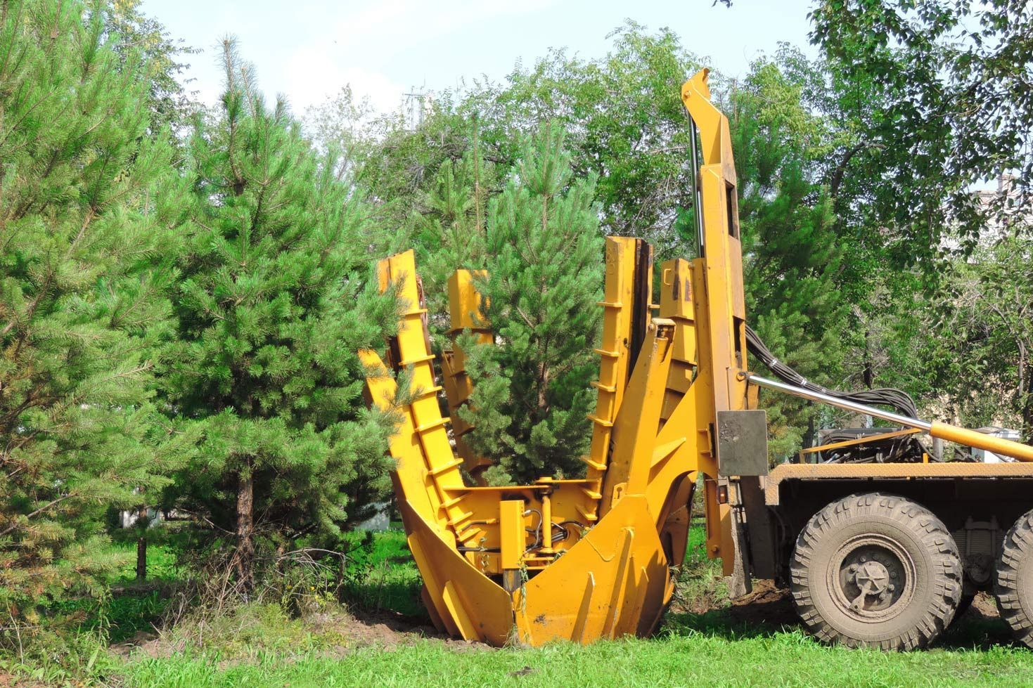 A yellow tractor is cutting down trees in a field.