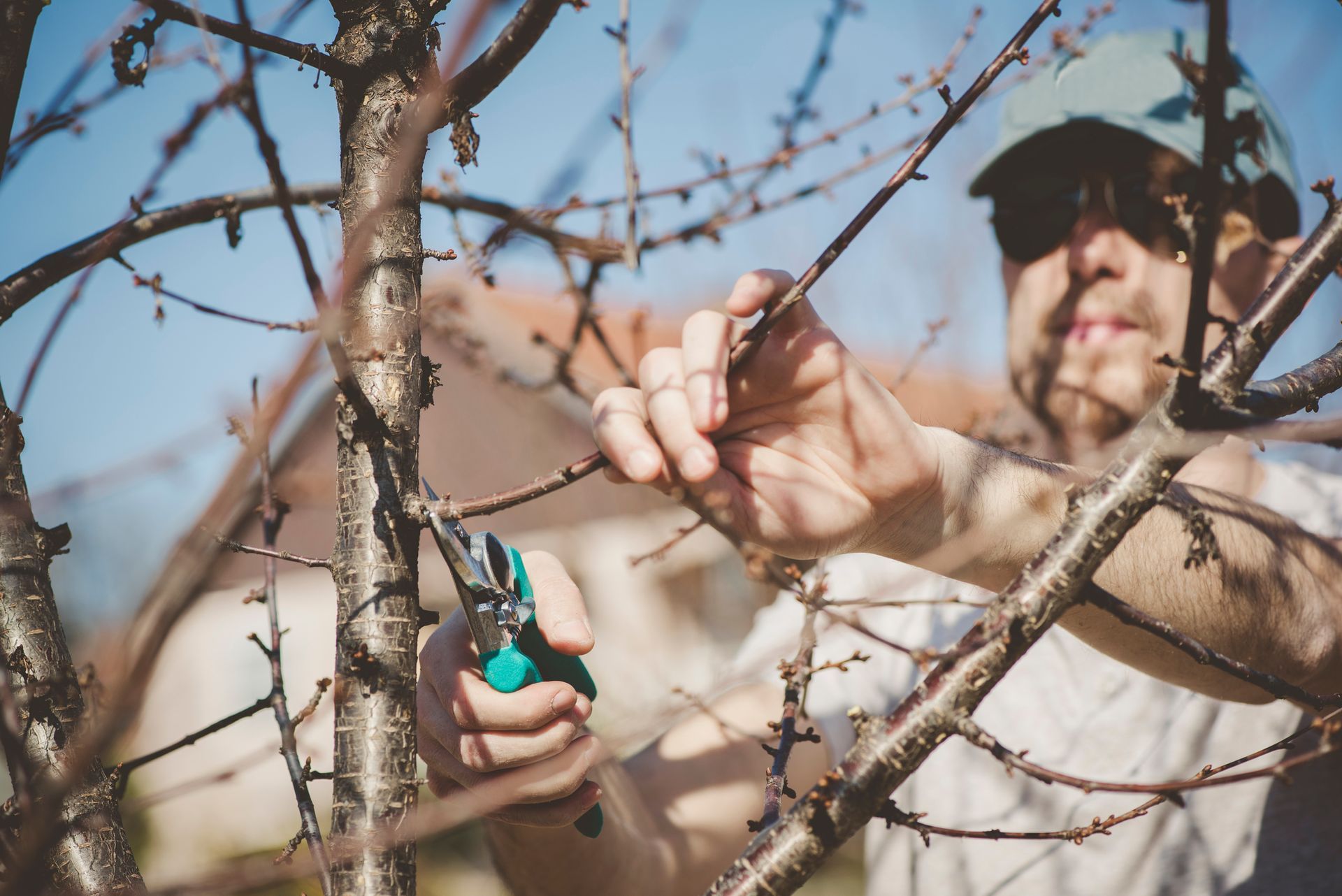 A person pruning tree branches with garden shears outdoors.