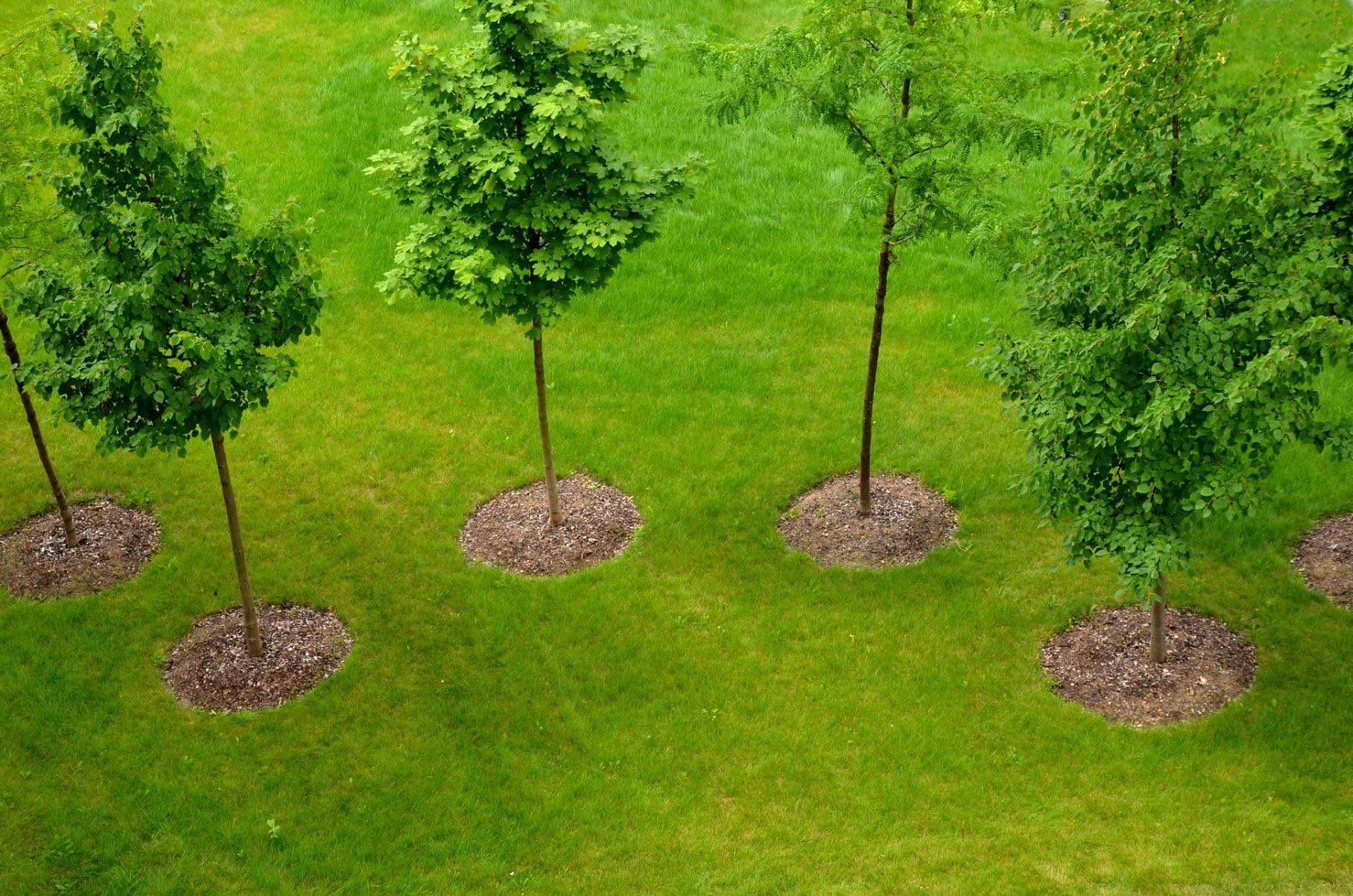 A group of trees sitting on top of a lush green lawn.