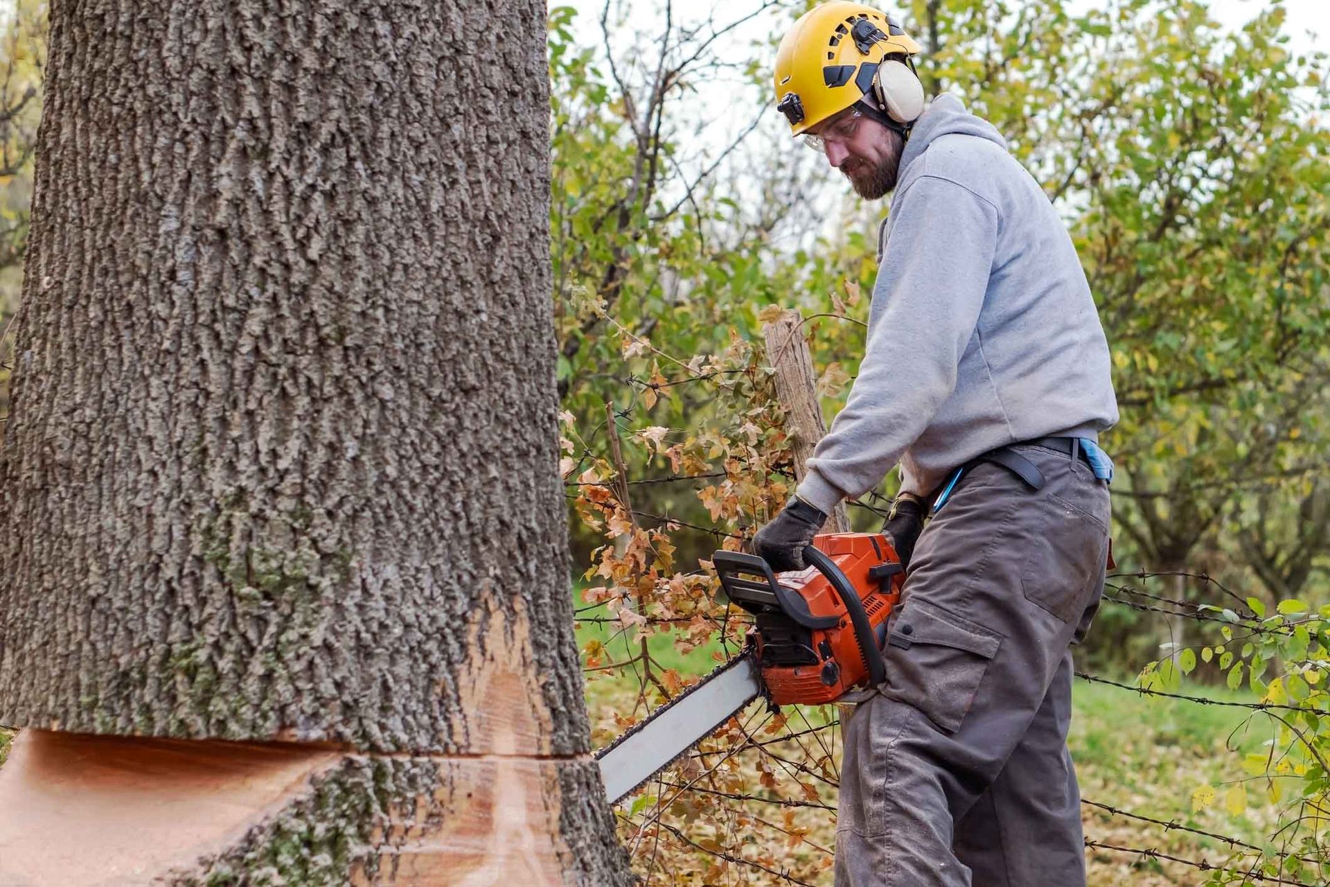Man in safety gear using a chainsaw to cut down a tree.