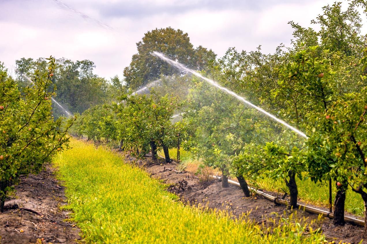 A row of trees are being watered with sprinklers in an orchard.