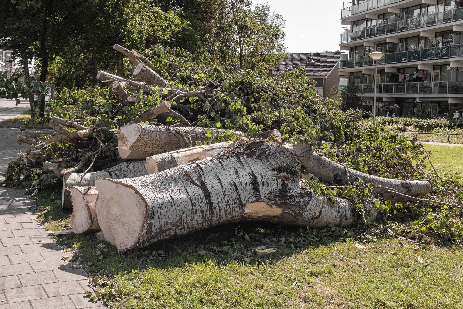 Felled trees and branches lie outside on a lawn.