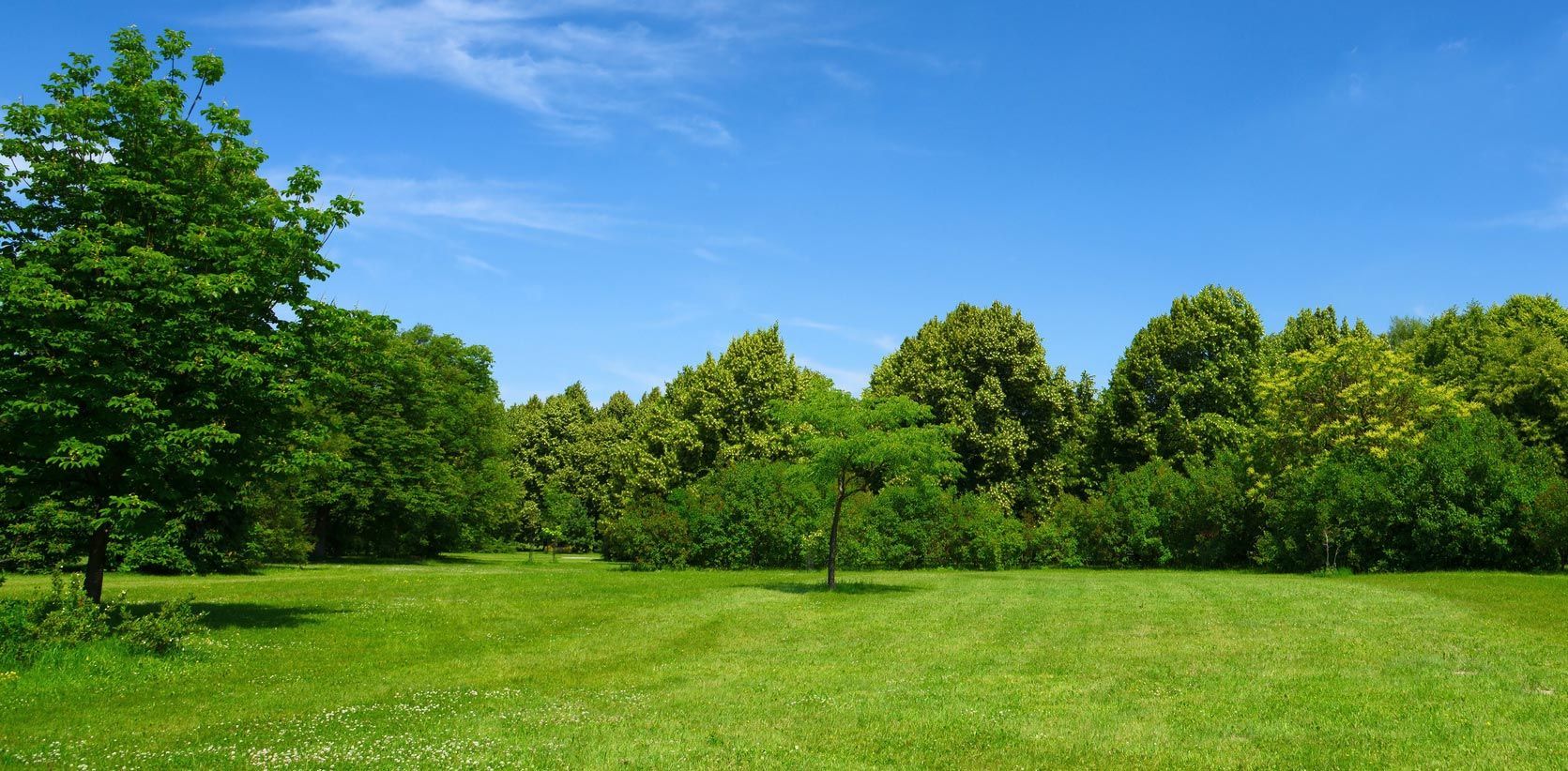 A lush green field with trees in the background and a blue sky