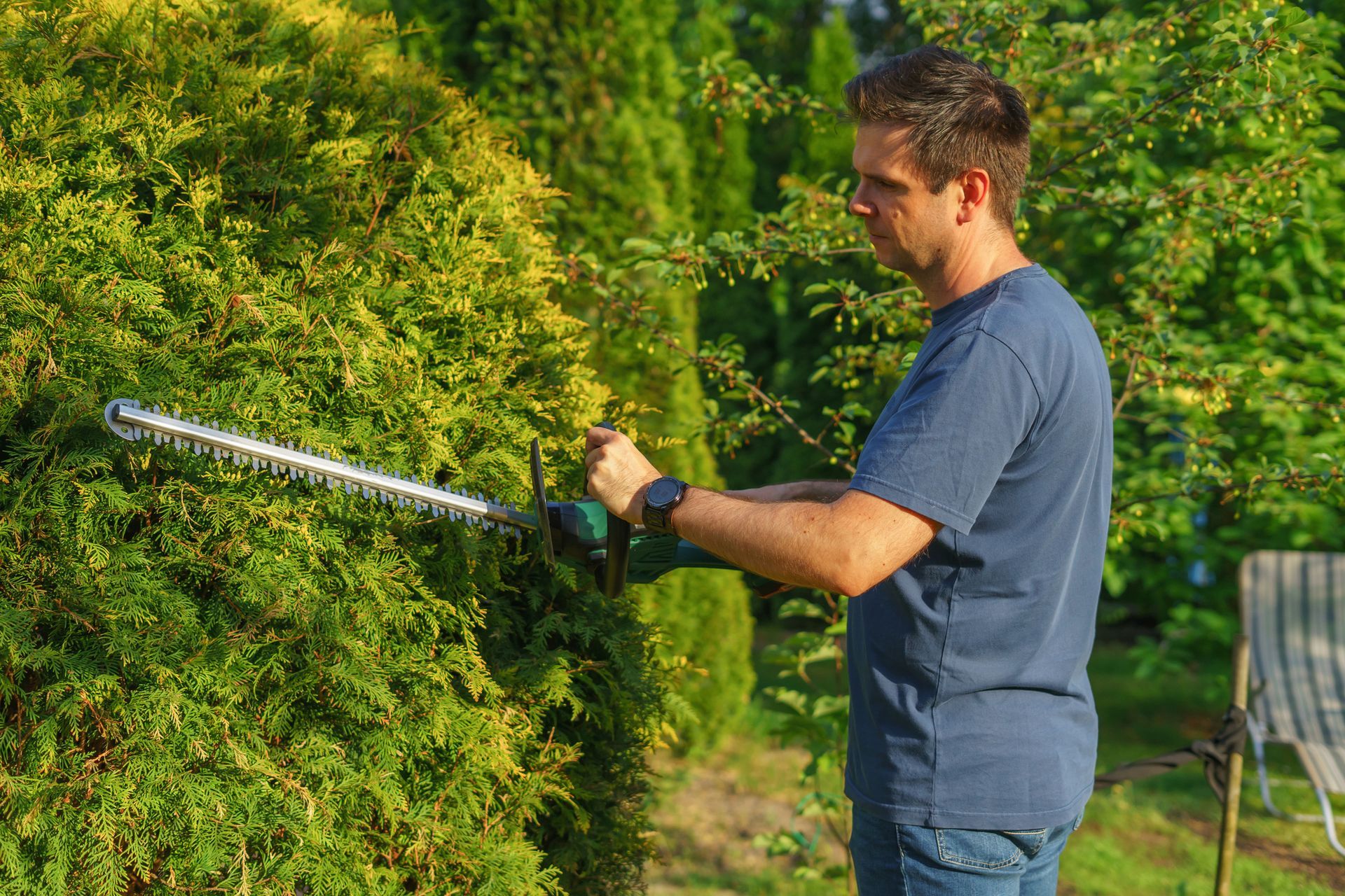 A male worker is trimming a large bush with an electric hedge trimmer in a garden.